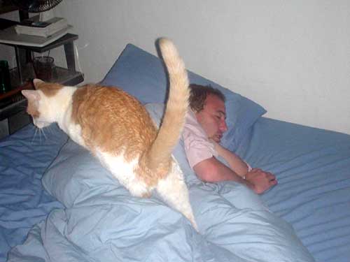 grant, herman the cat