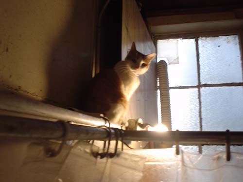 herman the cat