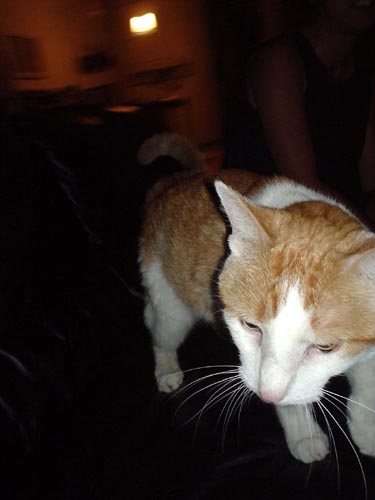 herman the cat