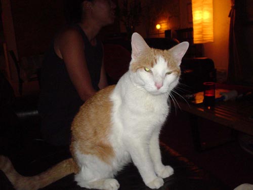 herman the cat