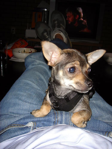 piper
