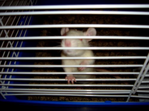 ratso
