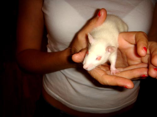 ratso