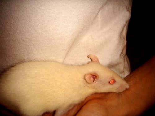 ratso