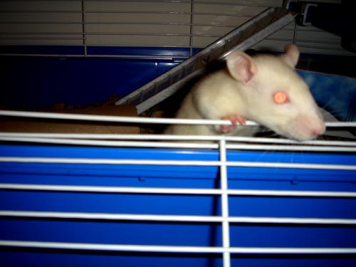 ratso