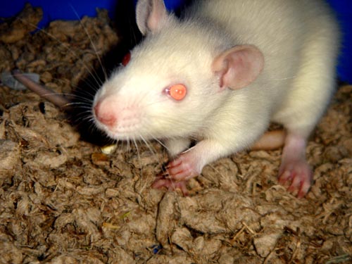 ratso