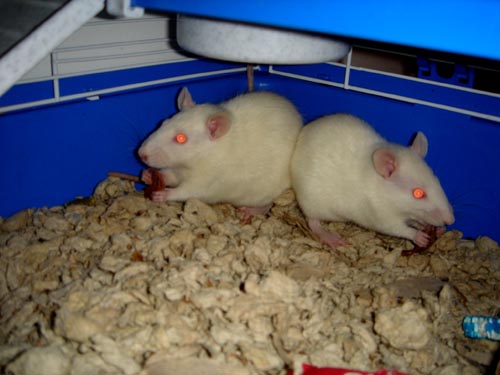 ratso, roxy