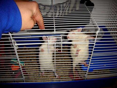 ratso, roxy