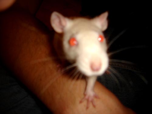 ratso