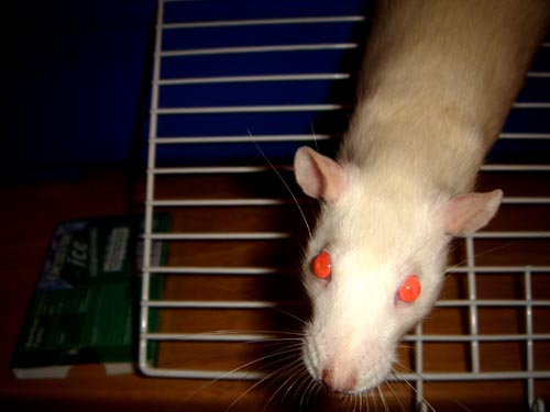 ratso