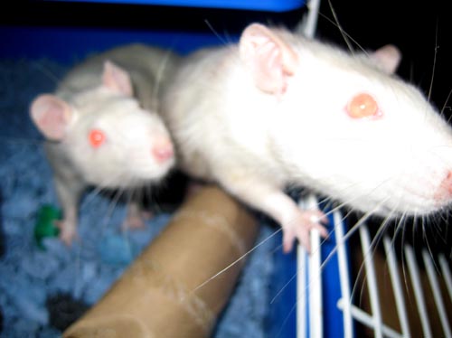 ratso, roxy