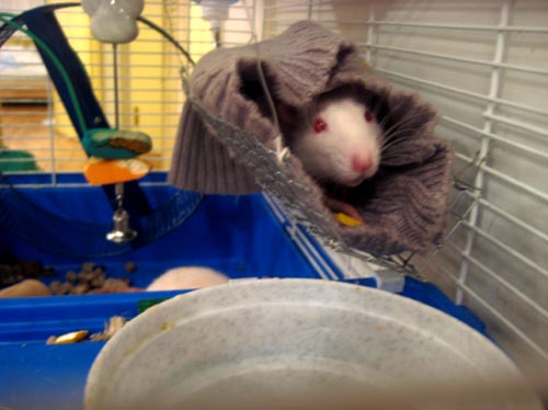 ratso