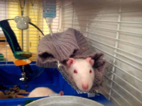 ratso