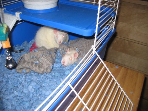 ratso, roxy