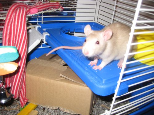 mitzi