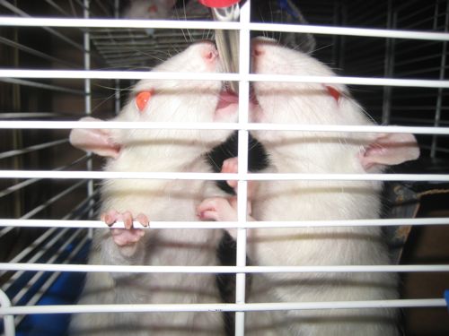 ratso, roxy