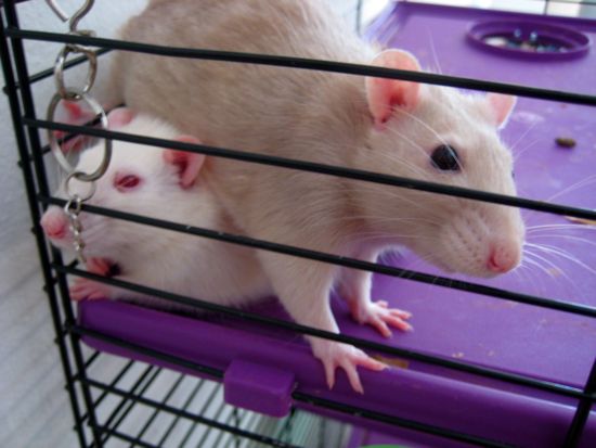lulu, mitzi