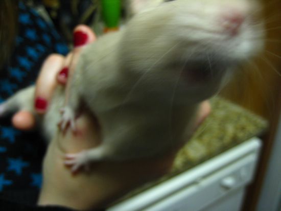 mitzi