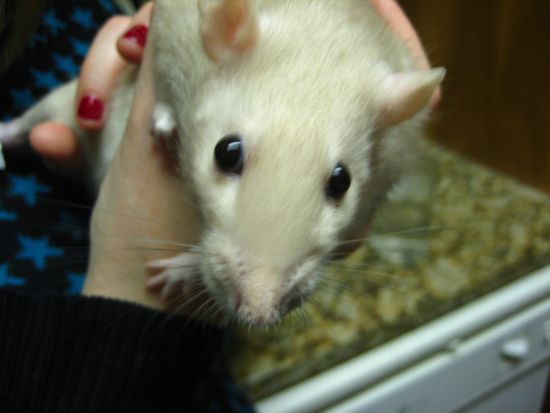 mitzi