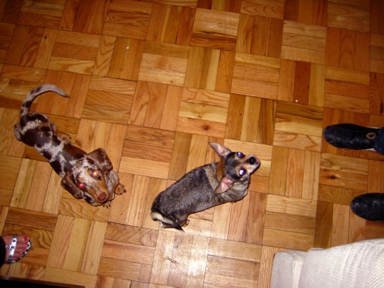 maddy, piper