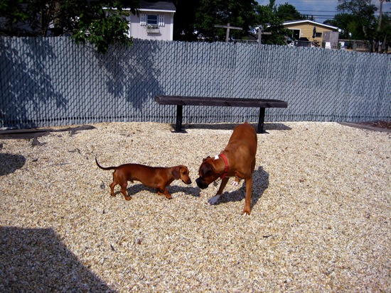duke, teddy