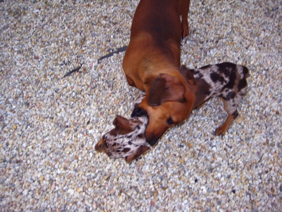 maddy, teddy