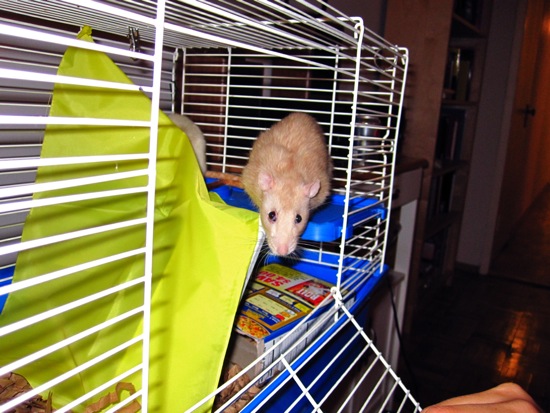 mitzi