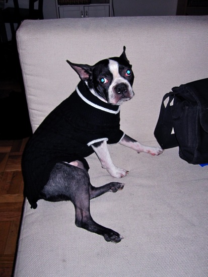 pizza the dog