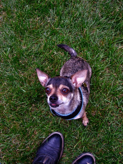piper