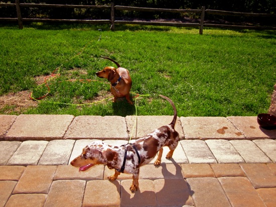 maddy, teddy