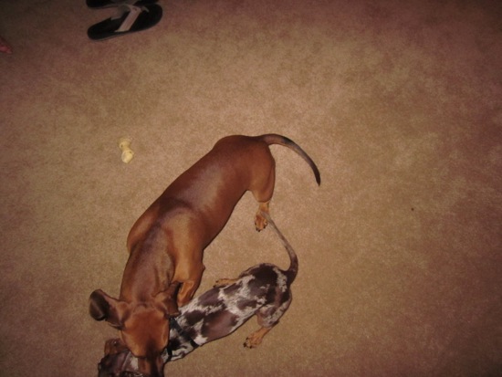 maddy, teddy
