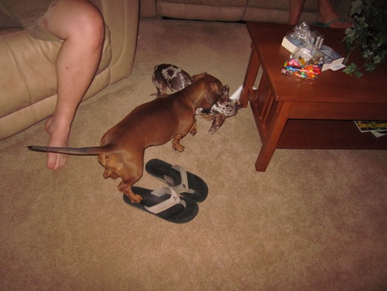 maddy, teddy