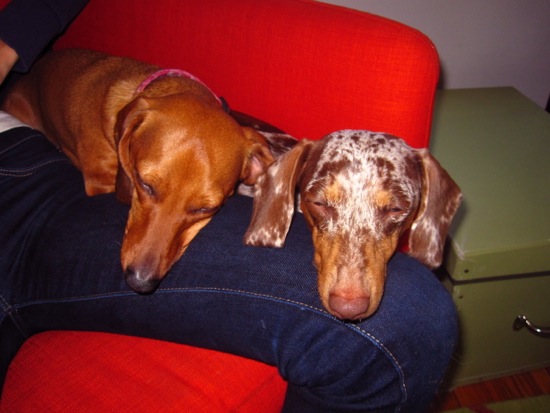 maddy, spike