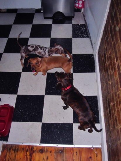 bruno, maddy, spike