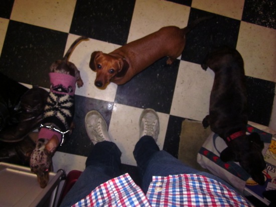 bruno, maddy, spike