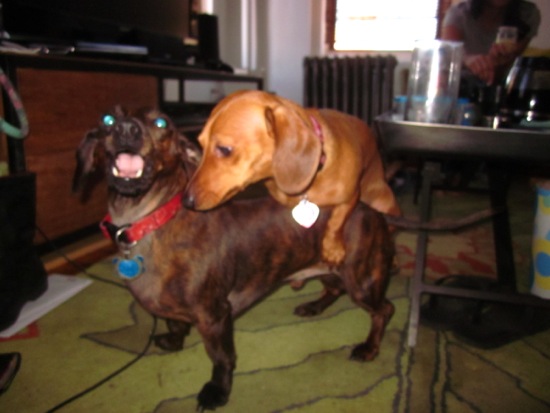 bruno, spike