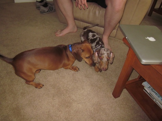 maddy, teddy
