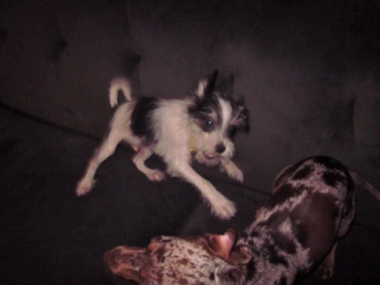 jagger, maddy