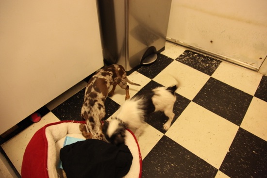 jagger, maddy