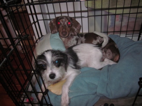 jagger, maddy