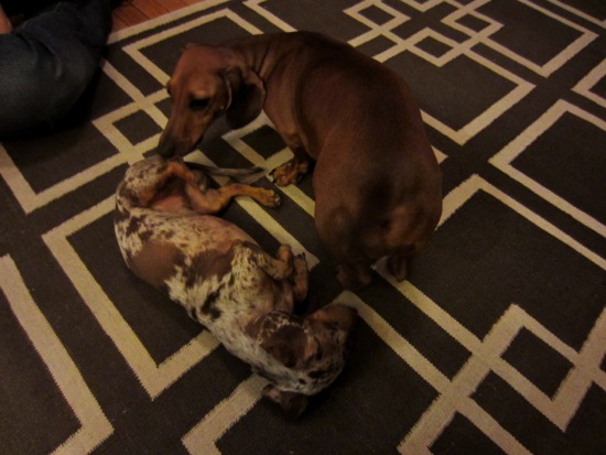 maddy, teddy