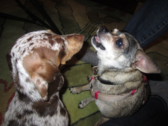 maddy, piper