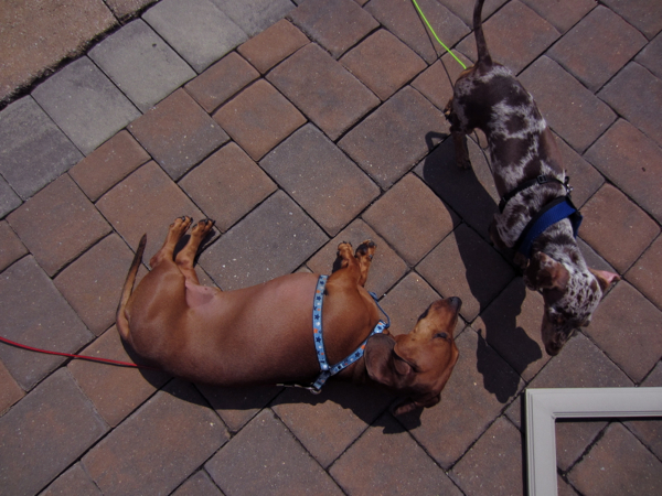 maddy, teddy