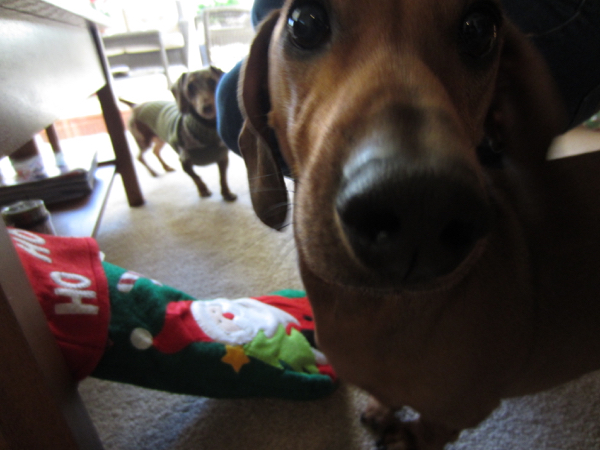 maddy, teddy