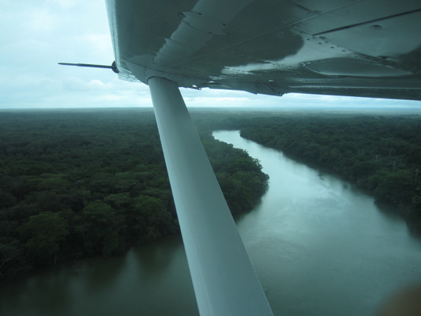 jungle wing