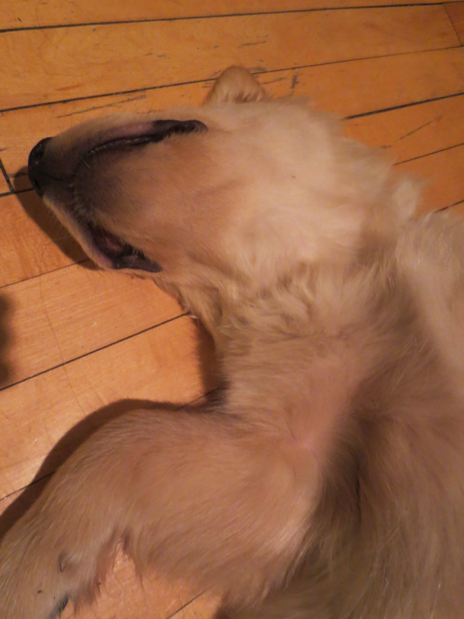 the dude