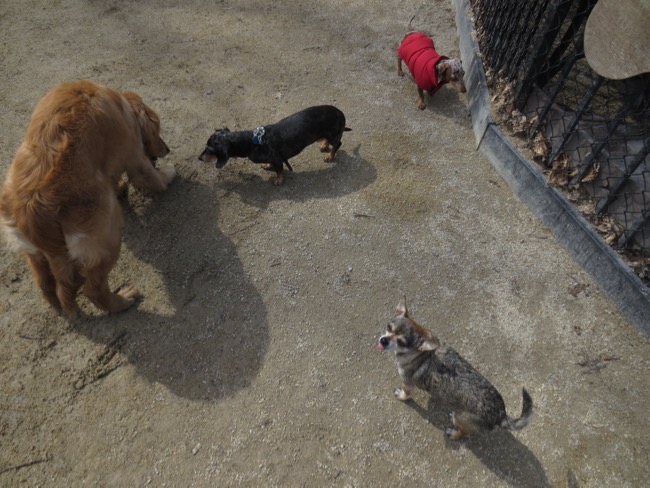 maddy, piper, the dude