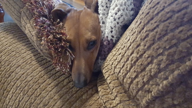 teddy