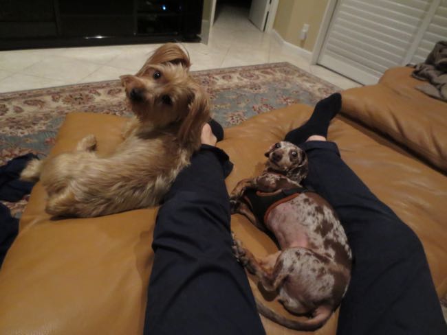 dexter, maddy