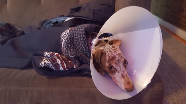 cone, maddy